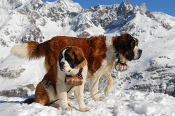 Bernhardiner mit Schnapsfass (Zermatt) von Pascal von Allmen 